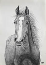 retrats de cavalls caballos