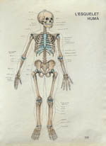 esquelet humà ossos